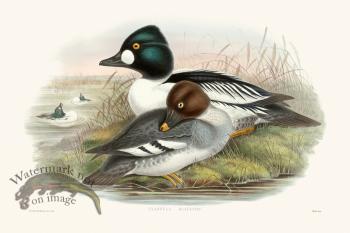 Gould Waterfowl 04